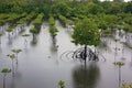Mangrove Swamps during rain in the Philippines