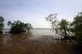 Mangrove swamps, tropical landscapes Royalty Free Stock Photo