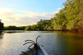 Mangrove in Tamarindo