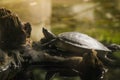 Mangrove Terrapin river terrapin, giant river terrapin is riverine turtle, Asia`s largest freshwater, brackwater turtles. upturn