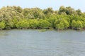 Mangrove in the Thai Bay Royalty Free Stock Photo