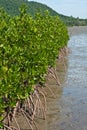 Mangrove in thailand