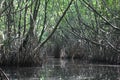 Mangrove thickets. Bentota river. Sri Lanka.