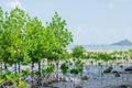 The Mangrove Tree botanical name is Rhizophora Mangle at Sea Shore. Royalty Free Stock Photo