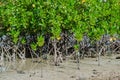 The Mangrove Tree botanical name is Rhizophora Mangle at Sea Shore. Royalty Free Stock Photo