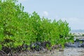 The Mangrove Tree botanical name is Rhizophora Mangle at Sea Shore. Royalty Free Stock Photo