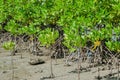 The Mangrove Tree botanical name is Rhizophora Mangle at Sea Shore. Royalty Free Stock Photo