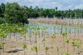 The Mangrove Tree botanical name is Rhizophora Mangle at Sea Shore. Royalty Free Stock Photo