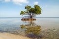 Mangrove tree Royalty Free Stock Photo