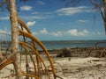 Mangrove Tree