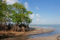 Mangrove tree Royalty Free Stock Photo