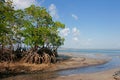 Mangrove tree