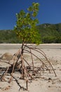 Mangrove tree with aerial roots Royalty Free Stock Photo