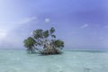 Mangrove tree alone in the middle of a calm asian sea and sunny day Royalty Free Stock Photo