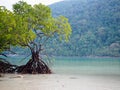 Mangrove tree on the beach background sea and mountain. Royalty Free Stock Photo