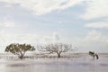 Mangrove tree in blurred sea abstract nature Royalty Free Stock Photo