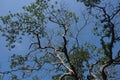 Mangrove tree branches and leaves from bottom view with a blue sky background during the day, lush mangrove trees from bottom view Royalty Free Stock Photo