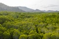 The mangrove tree canopy