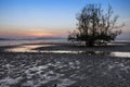 Mangrove tree at dawn Royalty Free Stock Photo