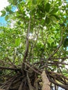 Mangrove Tree with Green Leaves in Mangrove Forest Royalty Free Stock Photo