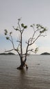 Mangrove tree growing in the middle of the sea near the beach shore portrait view Royalty Free Stock Photo