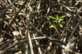 Mangrove tree growing on thick roots. Royalty Free Stock Photo