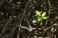 Mangrove tree growing on thick roots. Royalty Free Stock Photo