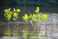 Mangrove tree growing up in water Royalty Free Stock Photo