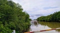 This is a mangrove tree that grows around a river not far from the shore Royalty Free Stock Photo