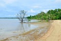 Mangrove tree grows in the shallow water