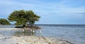 MANGROVE TREE AND IBISES Royalty Free Stock Photo