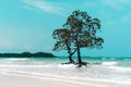 Mangrove tree islet viewed from the water surface