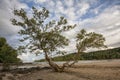 Mangrove tree Royalty Free Stock Photo