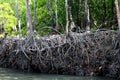 Mangrove tree with monkey