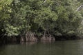 MANGROVE TREE IN ORINOCO DELTA, VENEZUELA