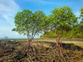 Mangrove tree at Panka Noi beach, Koh Bulone Satun
