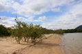 Mangrove tree on Phuket beach, Thailand Royalty Free Stock Photo