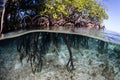 Mangrove Tree Prop Roots in Tropical Pacific