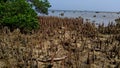 Mangrove tree roots along the sea with a root structure that grows upward Royalty Free Stock Photo