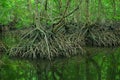 mangrove tree roots that grow above sea water