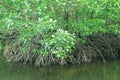 mangrove tree roots that grow above sea water
