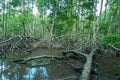 mangrove tree roots that grow above sea water