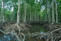 mangrove tree roots that grow above sea water Royalty Free Stock Photo