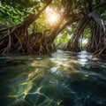 Mangrove tree roots in jungle Royalty Free Stock Photo