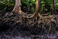 Mangrove tree roots in jungle