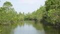 Mangrove tree roots in slow-moving waters allow fine sediments to accumulate