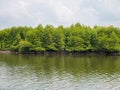 Mangrove Trees in Slow Moving Water