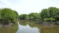 Mangrove tree roots in slow-moving waters allow fine sediments to accumulate