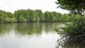 Mangrove tree roots in slow moving waters allow fine sediments to accumulate