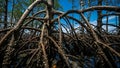 Mangrove tree roots in water Royalty Free Stock Photo